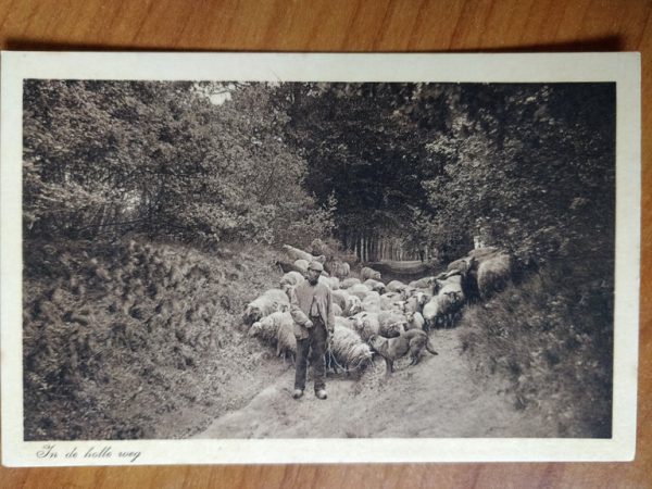 Postcard In de Holle Weg