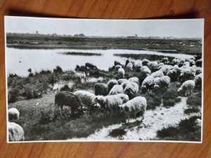 Postcard Sheep Ruinen