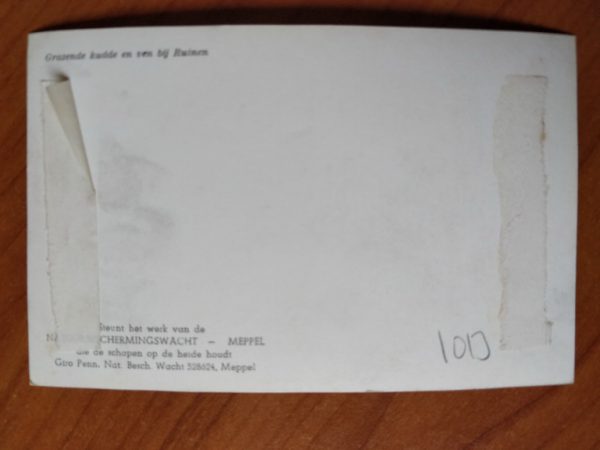 Postcard Sheep Ruinen - Image 2