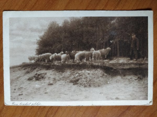 Postcard Sheep in Holland