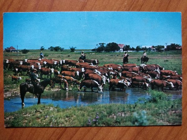 Postcard Cowboys West Texas