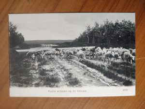 Postcard kudde schapen op de Veluwe