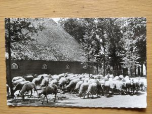 Postcard Exploo Schaapskooi