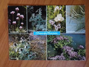 Postcard Strandpflanzen