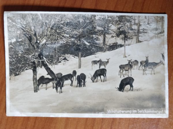 Postcard Wildfutterung im Salzkammergut
