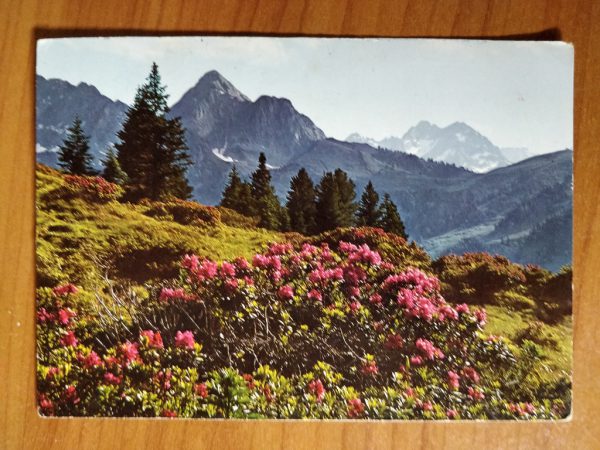 Postcard Alpenrose
