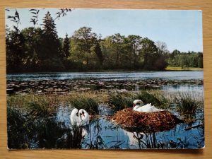 Postcard Swans am Weiher