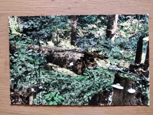 Postcard Urlaub im Hollbachspreng