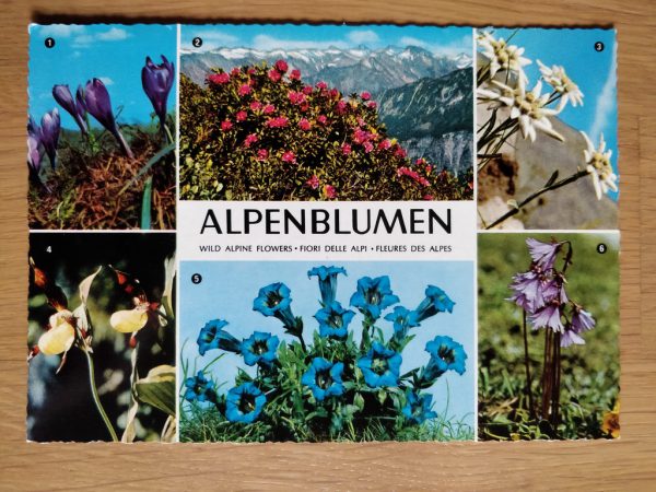 Postcard Alpenblumen Flowers