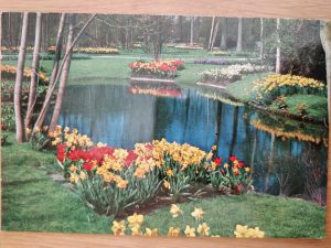 Postcard Flowers Keukenhof Lisse 1