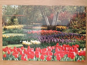 Postcard Flowers Keukenhof Lisse 2
