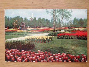 Postcard Flower Holland Keukenhof Lisse
