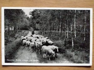 Postcard Nijverdal Kudde Schapen