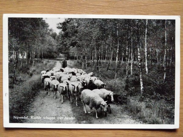 Postcard Nijverdal Kudde Schapen