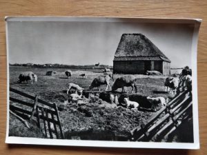 Postcard Voorjaar op Texel