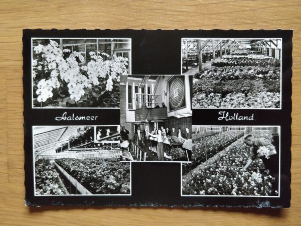 Postcard Aalsmeer Holland Mosaic