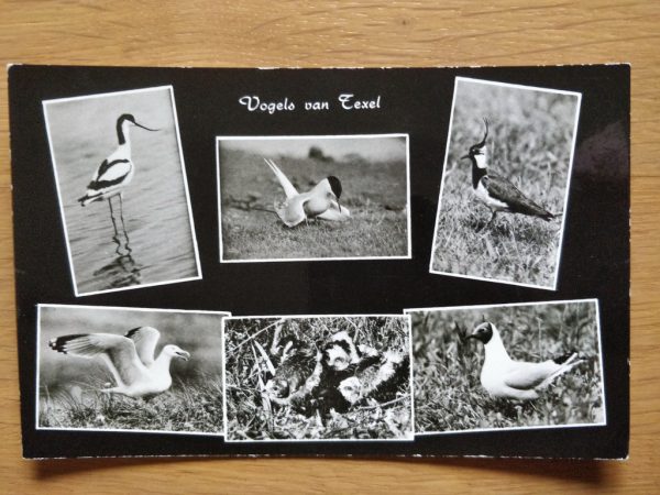 Postcard Birds from Texel
