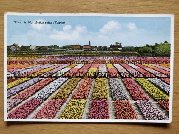Postcard Tulips Holland