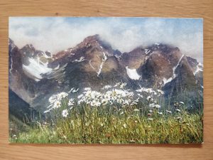 Postcard Leucanthemum Flowers