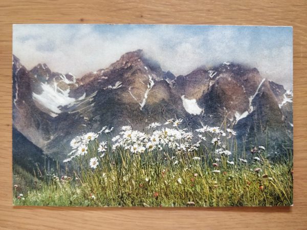 Postcard Leucanthemum Flowers