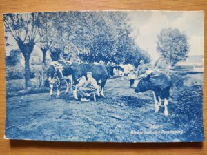 Postcard Delft Cows Parallelweg