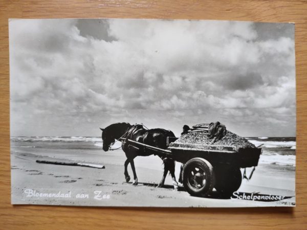 Postcard Bloemendaal aan Zee Horse