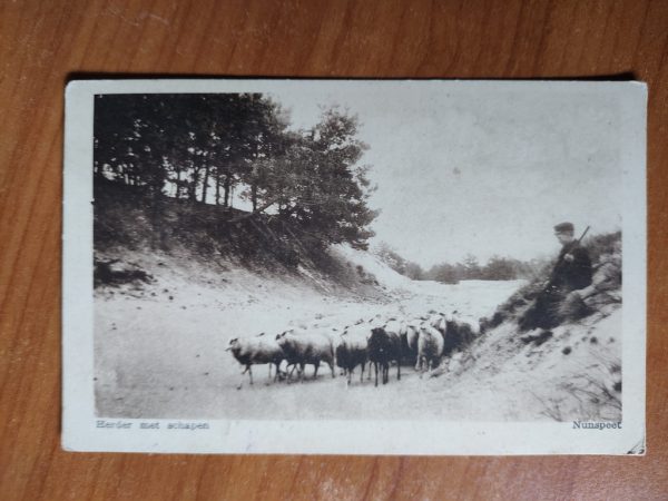 Postcard Nunspeet Herder met schapen