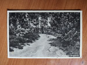 Postcard Nijverdal Bosgezicht