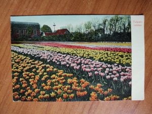Postcard Holland Tulips