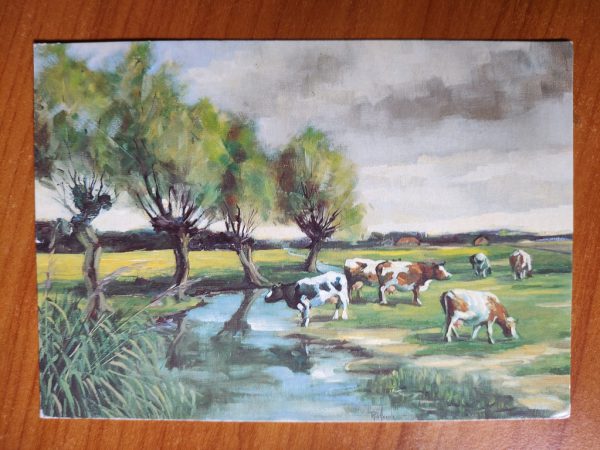Postcard Cows Rob Hessels