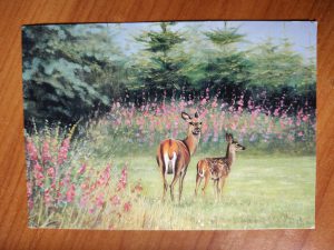 Postcard Deer Rob Hessels
