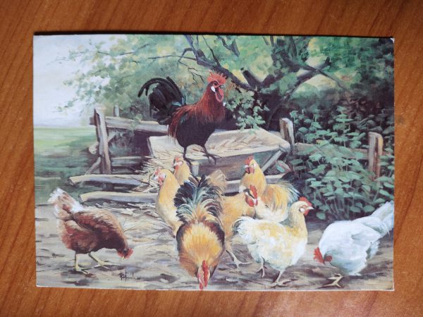 Postcard Chicken Rob Hessels