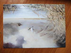 Postcard Ducks Rob Hessels