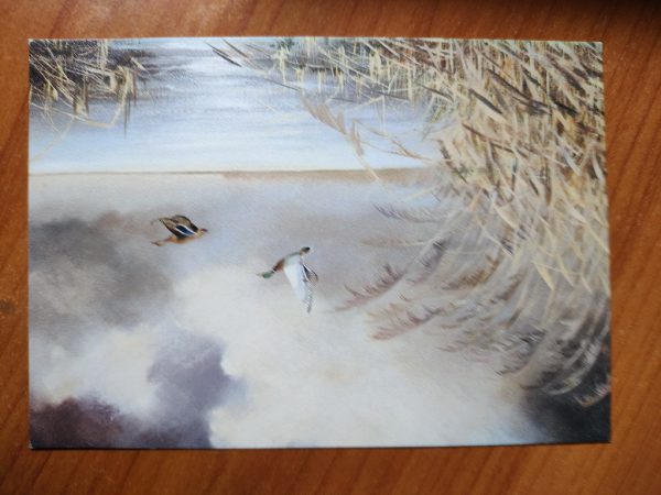Postcard Ducks Rob Hessels