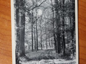 Ansichtkaart Winterswijk Bosweg bekendelle