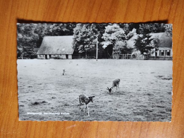Ansichtkaart Winterswijk Ratum Hertenkamp