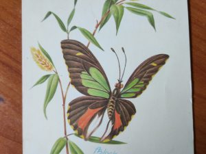 Postcard Butterfly Koninginnepage