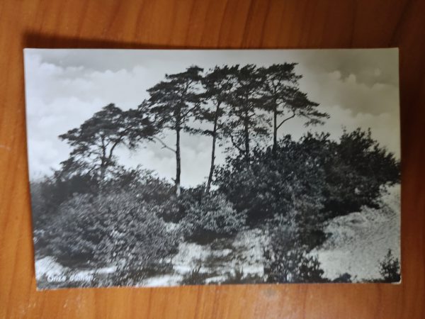 Ansichtkaart Nederland Onze Zomer Bomen