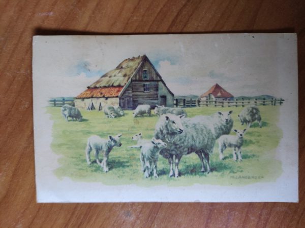 Ansichtkaart Texel Schapen