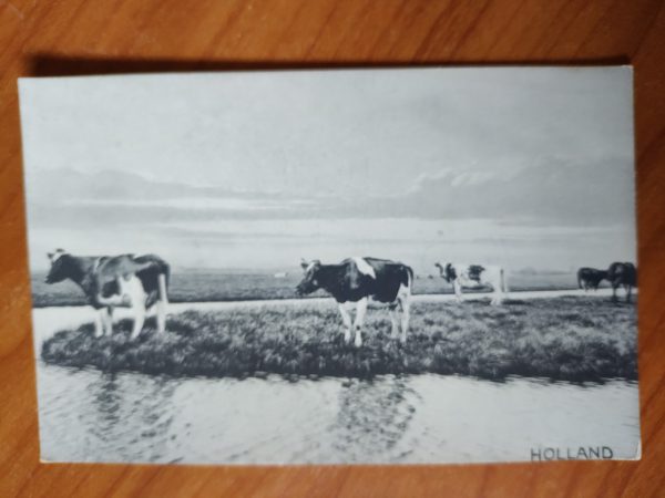 Ansichtkaart Holland Cow