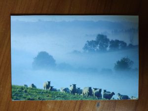 Postcard Sheep Revalidatiefonds