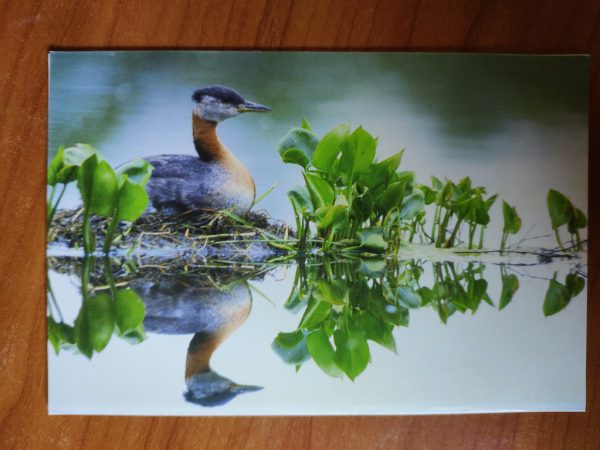 Postcard Duck Revalidatiefonds
