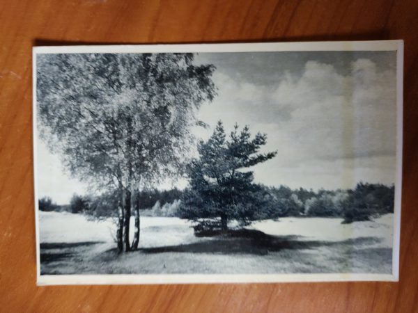 Ansichtkaart Lutterzand De Drie Berken