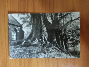 Ansichtkaart Heelsum Eeuwenoude Linden