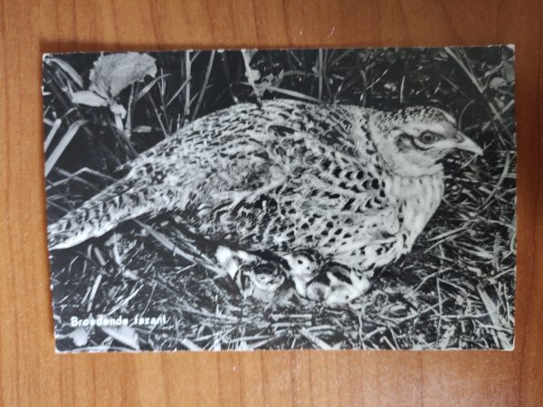 Ansichtkaart Broedende Fazant 1960