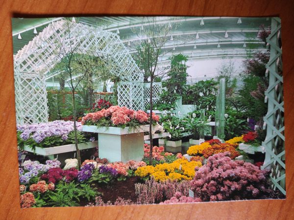 Postcard Gent Florali Flowers