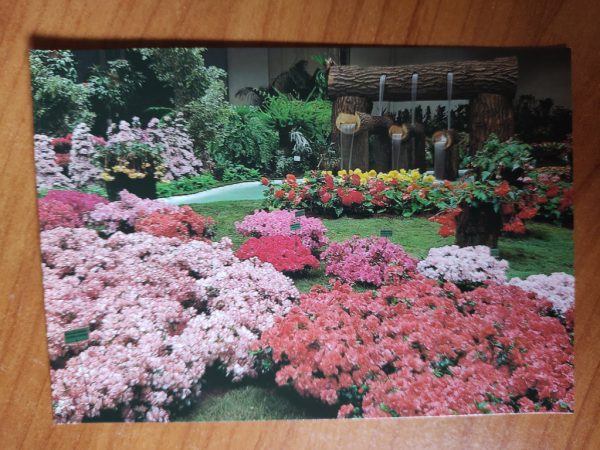 Postcard Gent Florali Flowers