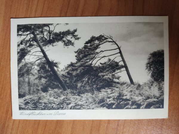 Postcard Windfluchten im Darss