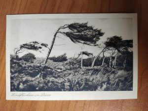 Postcard Windfluchten im Darss