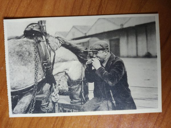 Postcard Antwerp Harbour Man and Horse
